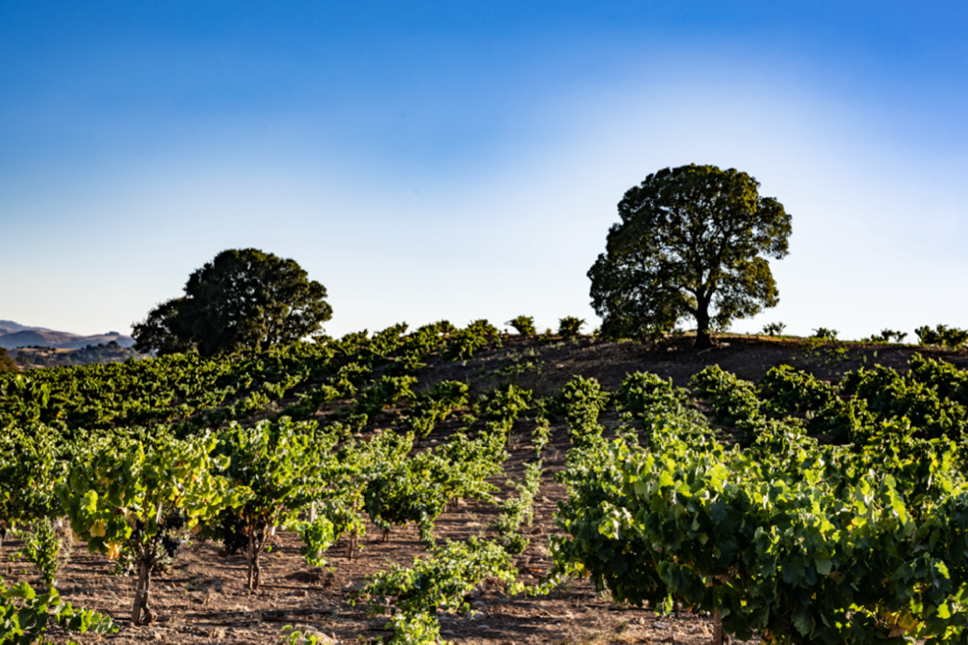 A scenic landscape with lush green grapevines from the Caymus Vineyards who are partnered with the Wine Dinner at Brio